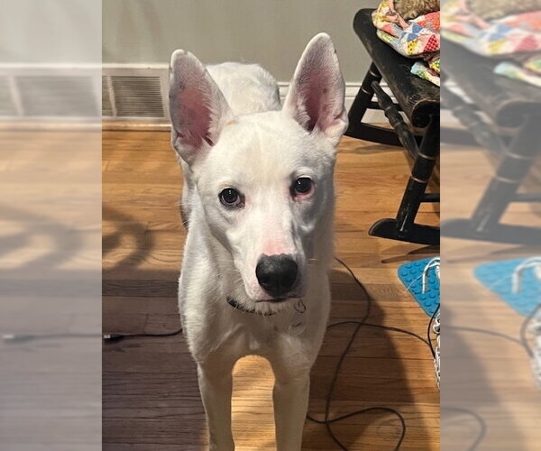 Medium Photo #4 Siberian Husky-white german shepherd Mix Puppy For Sale in Cuba, NY, USA