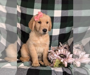 Golden Retriever Puppy for sale in CHRISTIANA, PA, USA
