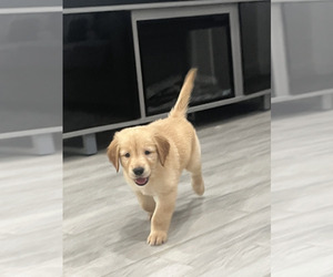 Medium Golden Retriever