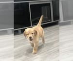 Puppy Puppy 4 Golden Retriever