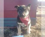 Small Photo #1 German Shepherd Dog-Siberian Husky Mix Puppy For Sale in GARNETT, KS, USA