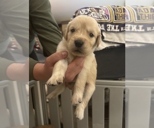 Golden Retriever Puppy for sale in AUSTIN, MN, USA