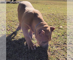 Small Photo #11 American Bully Puppy For Sale in SPRING BRANCH, TX, USA