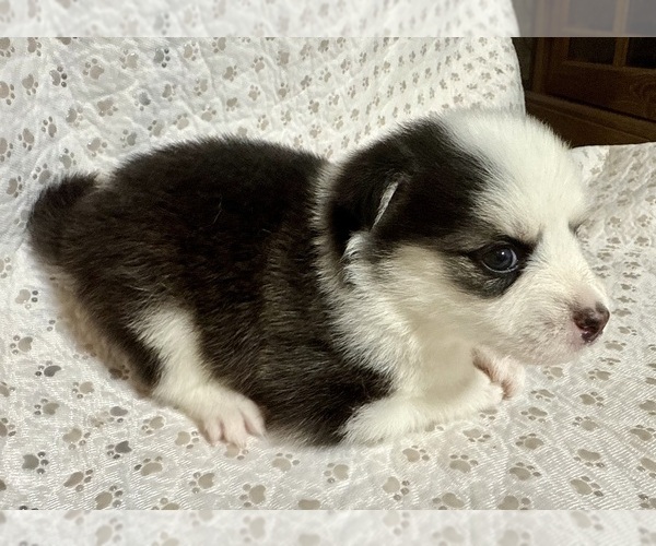 Medium Photo #17 Pomsky Puppy For Sale in NASHUA, NH, USA