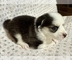 Small #5 Pomsky
