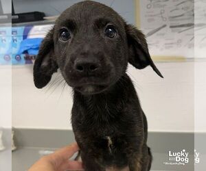 Eddie - Male Labrador Retriever-Unknown Mix Dog for Adoption - Photo #2