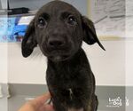 Small Photo #2 Labrador Retriever-Unknown Mix Puppy For Sale in Washington, DC, USA