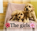 Small #1 Cavalier King Charles Spaniel-Poodle (Standard) Mix