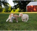 Small #18 Border Collie