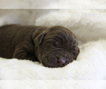 Puppy Maverick Labrador Retriever