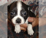 Puppy Annie Boston Terrier