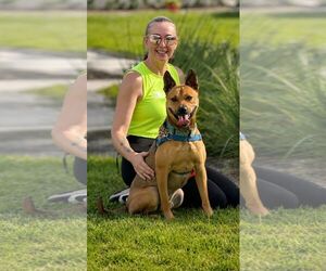 Labrador Retriever-Unknown Mix Dogs for adoption in Pompano Beach , FL, USA
