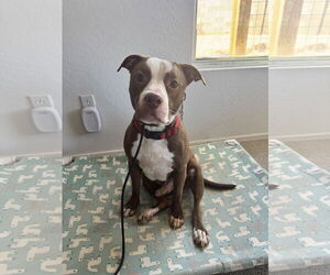 American Pit Bull Terrier-Unknown Mix Dogs for adoption in Chandler, AZ, USA