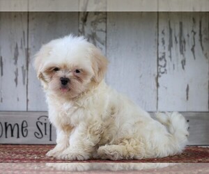Shih Tzu Puppy for sale in FREDERICKSBG, OH, USA