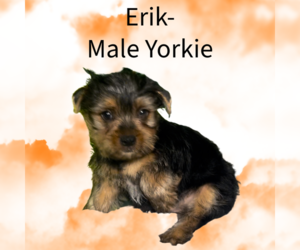 Yorkshire Terrier Puppy for sale in AZLE, TX, USA