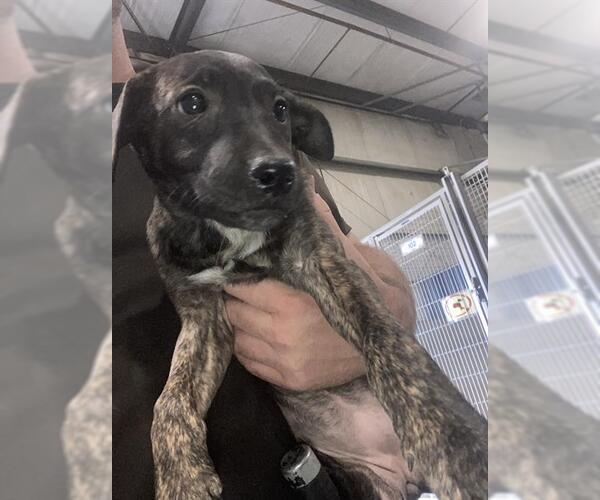 Medium Photo #1 American Pit Bull Terrier Puppy For Sale in Bakersfield, CA, USA