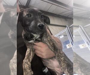 American Pit Bull Terrier Dogs for adoption in Bakersfield, CA, USA