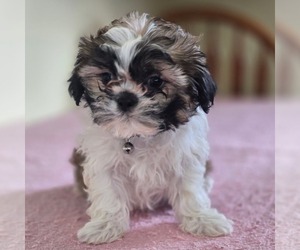 Shih-Poo Puppy for sale in REEDSBURG, WI, USA
