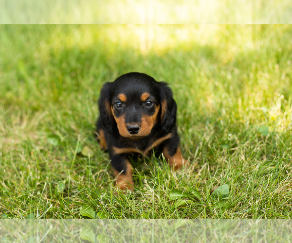 Medium Photo #16 Dachshund Puppy For Sale in MILFORD, IN, USA