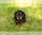 Small #15 Dachshund