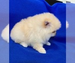Small #2 Pomeranian