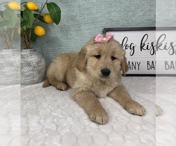 Medium Photo #4 Golden Retriever Puppy For Sale in FRANKLIN, IN, USA