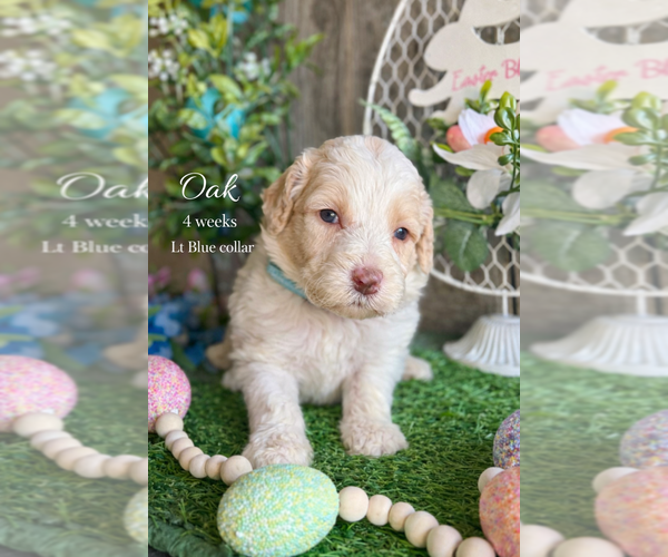 Medium Photo #5 Saint Berdoodle Puppy For Sale in PAW PAW, MI, USA