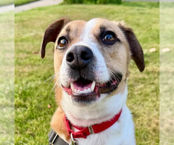 Medium Photo #5 Mutt Puppy For Sale in Canton, CT, USA