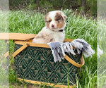 Puppy Jasper Australian Shepherd
