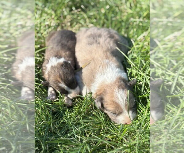 Medium Photo #4 Border Collie Puppy For Sale in MESA, WA, USA
