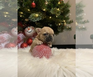 French Bulldog Puppy for sale in JACKSONVILLE, FL, USA
