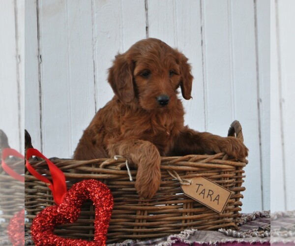 Medium Photo #8 Irish Doodle Puppy For Sale in GREENCASTLE, PA, USA
