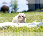 Small Photo #15 Maltipoo Puppy For Sale in WARSAW, IN, USA