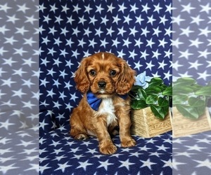 Cavalier King Charles Spaniel Puppy for sale in QUARRYVILLE, PA, USA