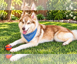 Loki - Male Siberian Husky Dog for Adoption - Photo #4