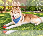 Small Photo #4 Siberian Husky Puppy For Sale in Euless, TX, USA