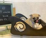 Small Photo #2 Pom-A-Pug Puppy For Sale in ACTON, CA, USA