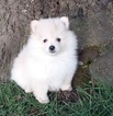 Small Pomeranian