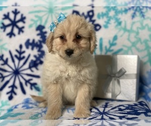 Double Doodle Puppy for sale in CEDAR LANE, PA, USA