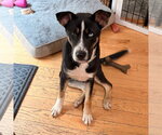 Small #12 Retriever  Mix
