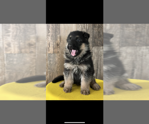 German Shepherd Dog Puppy for sale in NILES, MI, USA