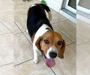 Beagle Dogs for adoption in Dunnellon, FL, USA
