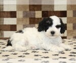 Small #1 Bernedoodle (Miniature)