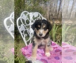 Small Photo #29 Australian Shepherd Puppy For Sale in FARMVILLE, VA, USA