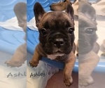 Puppy Ashley French Bulldog