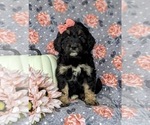 Small Photo #2 Aussiedoodle Puppy For Sale in OXFORD, PA, USA