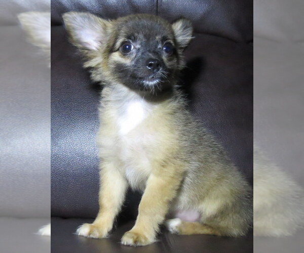 Medium Photo #11 Chihuahua Puppy For Sale in HAYES, VA, USA