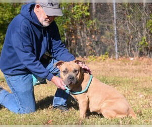Medium Photo #4 American Bulldog Puppy For Sale in Glen Allen, VA, USA