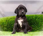 Puppy Jasper Great Dane