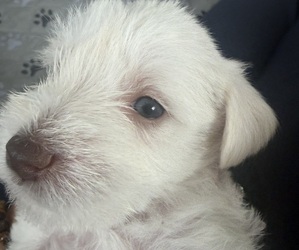 Schnauzer (Miniature) Puppy for sale in MIAMI GARDENS, FL, USA